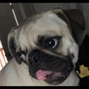 Meet your Posher, Dana